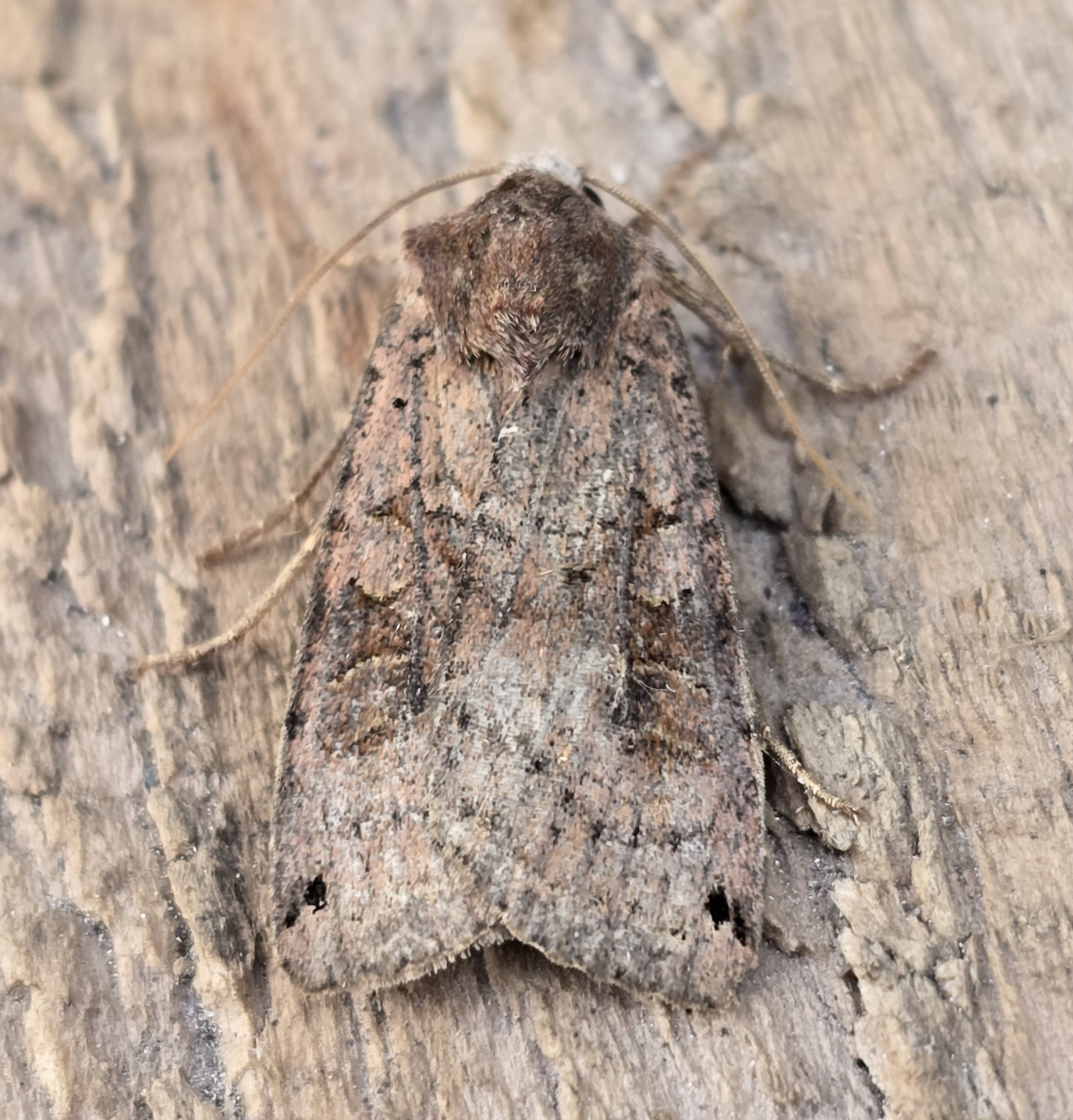 Photo of Dotted Clay (Xestia baja)